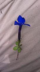 Gentiana brachyphylla