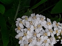 Achillea millefolium