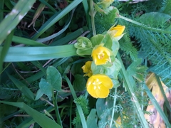Lysimachia nummularia