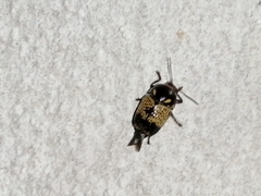 Cryptocephalus irroratus