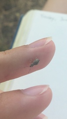 Calomycterus setarius