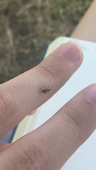 Calomycterus setarius