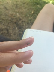 Calomycterus setarius