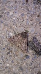 Sideridis reticulata