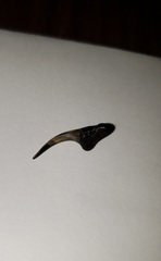 Lamniformes