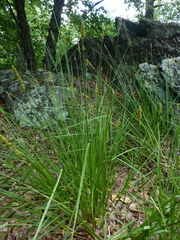 Carex annectens