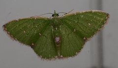 Argyrocosma inductaria