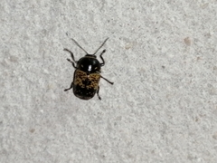 Cryptocephalus irroratus