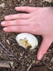 Antrostomus carolinensis