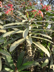 Euphorbia milii