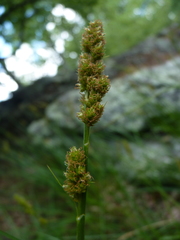 Carex annectens