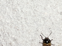 Cryptocephalus irroratus