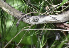 Anolis alutaceus