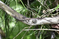 Anolis alutaceus