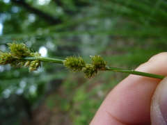 Carex annectens