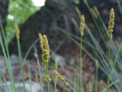 Carex annectens