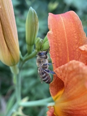 Apis mellifera