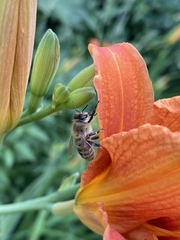 Apis mellifera
