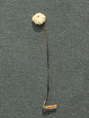 Marasmius wettsteinii