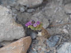 Phacelia calthifolia