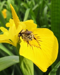 Bombus distinguendus