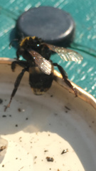 Bombus