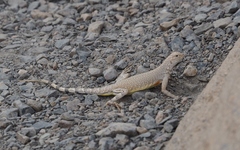 Callisaurus draconoides rhodostictus