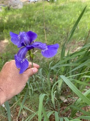 Iris sanguinea