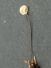 Marasmius wettsteinii