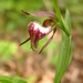 Ram's-head Lady's Slipper - Photo (c) Superior National Forest, some rights reserved (CC BY)