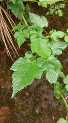 Rubus taitoensis