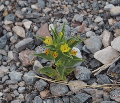 Mohavea breviflora