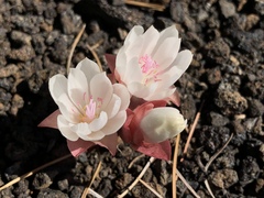 Lewisia rediviva