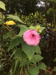 Hibiscus furcellatus