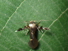 Atrijuglans hetaohei