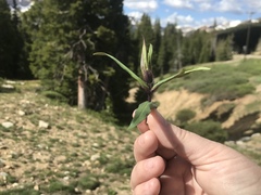 Penstemon whippleanus