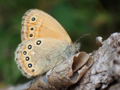 Coenonympha amaryllis