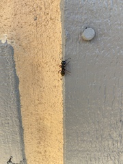 Camponotus modoc