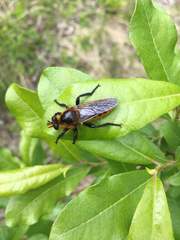 Laphria asackeni