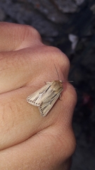 Mythimna anderreggii