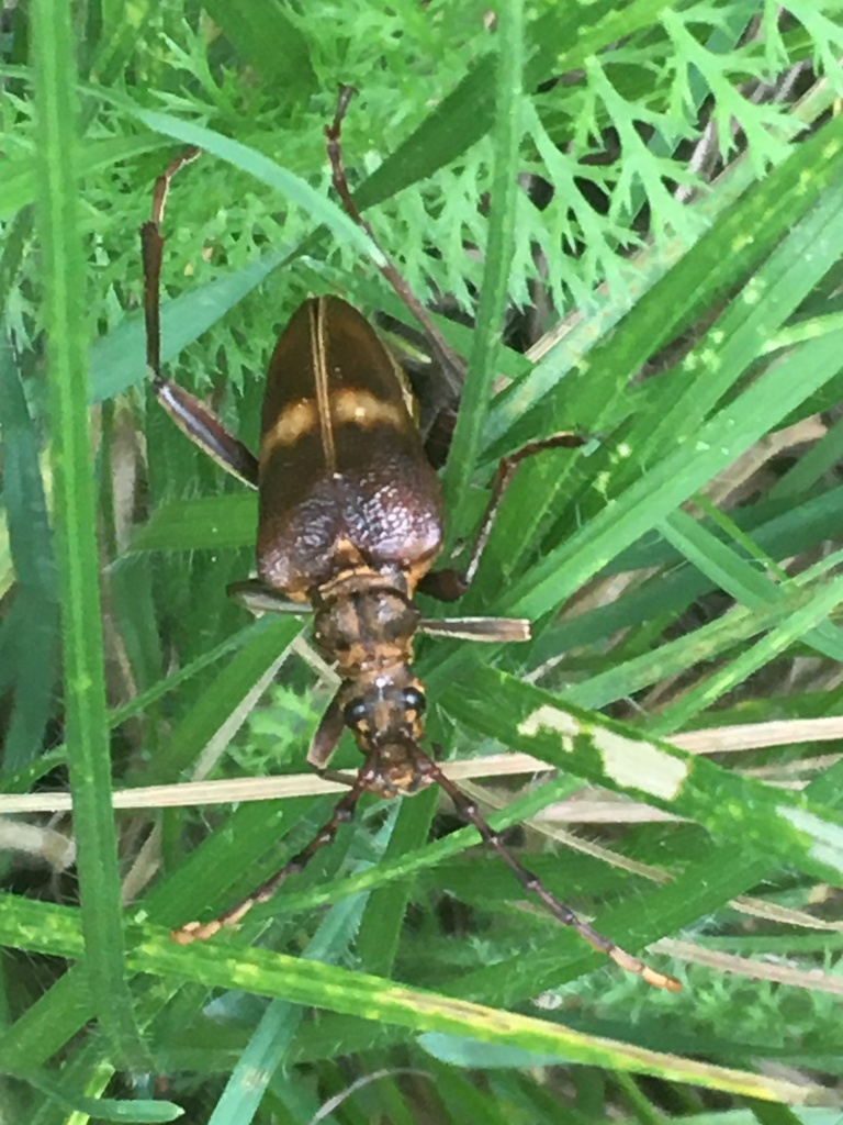 Akimerus schaefferi