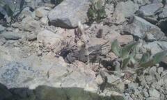 Dracotettix monstrosus