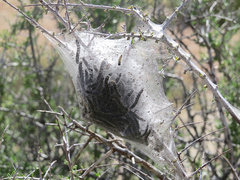 Malacosoma californica