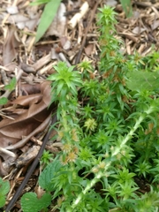 Paepalanthus fluviatilis