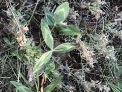 Trifolium vesiculosum