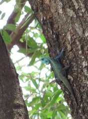 Acanthocercus gregorii