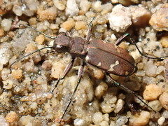Cicindela gemmata