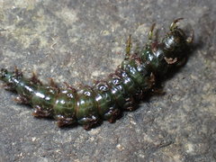 Himalopsyche