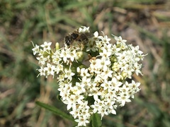 Stevia serrata