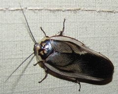 Gynopeltis cryptospila